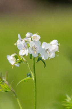 Close up of white Jacobs ladder (polemonium caeruleum) flowers in bloom clipart