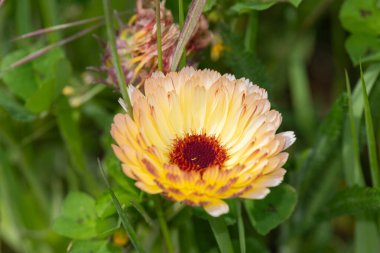 Close up of a common marigold (calendula officinalis) flower in bloom