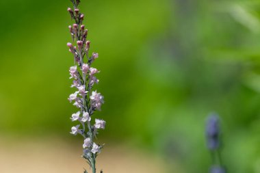 Close up of a pink toadflax (linaria purpurea) flower in bloom