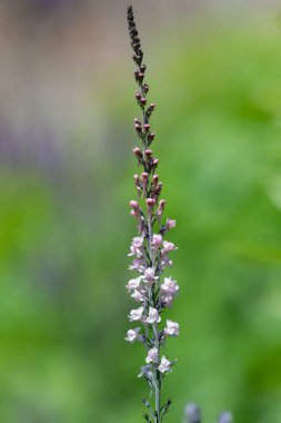 Close up of a pink toadflax (linaria purpurea) flower in bloom clipart