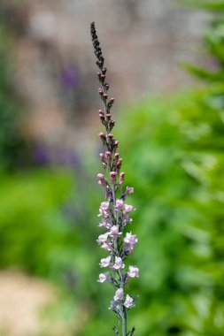 Close up of a pink toadflax (linaria purpurea) flower in bloom clipart