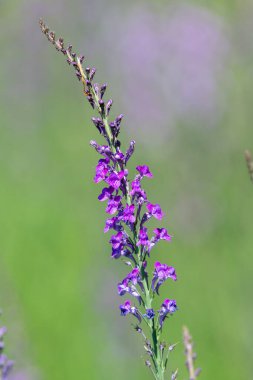 Close up of a purple toadflax (linaria purpurea) flower in bloom clipart