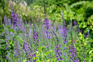 Çiçekler açan mor toadflax (linaria purpurea) çiçeklerini kapat