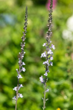 Close up of a purple and white toadflax (linaria purpurea) flower in bloom clipart