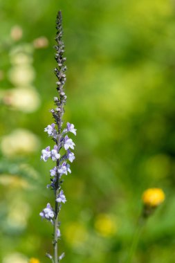 Close up of a purple and white toadflax (linaria purpurea) flower in bloom clipart