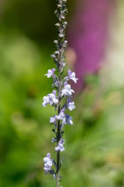 Çiçek açan mor ve beyaz bir toadflax (linaria purpurea) çiçeğine yaklaş