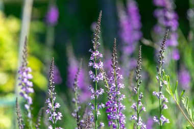 Çiçek açan mor ve beyaz toadflax (linaria purpurea) çiçeklerini kapat