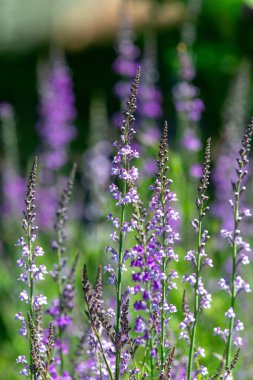 Çiçek açan mor ve beyaz toadflax (linaria purpurea) çiçeklerini kapat