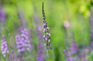 Çiçek açan mor ve beyaz bir toadflax (linaria purpurea) çiçeğine yaklaş