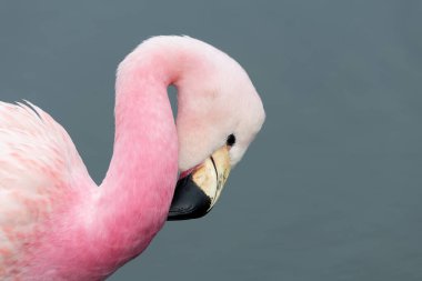 Andean flamingosunun kafasından vuruşu (phoenicoparrus andinus)