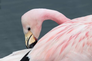 Andean flamingosunun (phoenicoparrus andinus) kapanışı