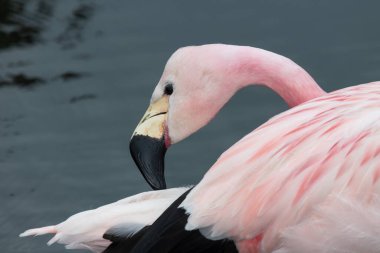 Andean flamingosunun (phoenicoparrus andinus) kapanışı