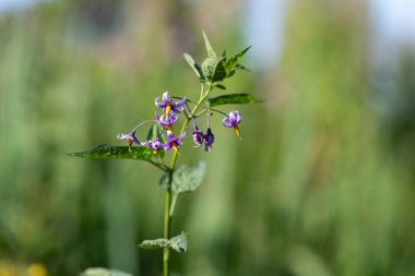 Çiçekler açan acı-tatlı itüzümü (solanum dulcamara)