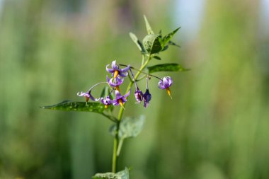 Çiçekler açan acı-tatlı itüzümü (solanum dulcamara)