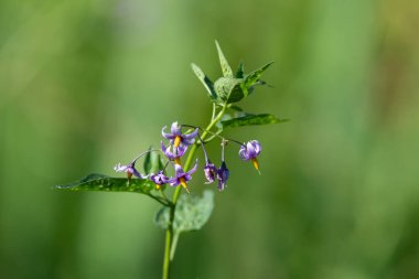 Çiçekler açan acı-tatlı itüzümü (solanum dulcamara)