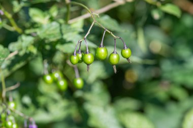 Acı-tatlı itüzümü Makro shot (solanum dulcamara)