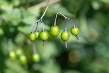 Acı-tatlı itüzümü Makro shot (solanum dulcamara)