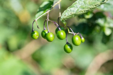 Acı-tatlı itüzümü Makro shot (solanum dulcamara)