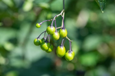 Acı-tatlı itüzümü Makro shot (solanum dulcamara)