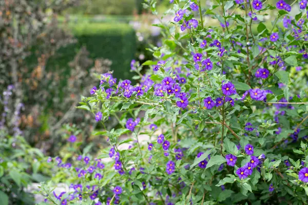 Çiçekler açan mavi patates çalılarının (lycianthes rantonnetii) kapağı
