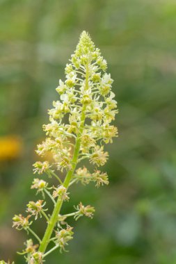 Açan sarı çiçekleri kapat (reseda lutea)