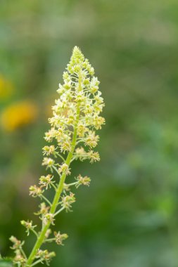 Açan sarı çiçekleri kapat (reseda lutea)