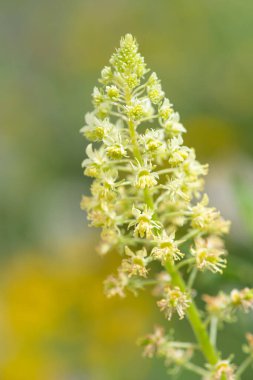 Açan sarı çiçekleri kapat (reseda lutea)