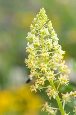 Açan sarı çiçekleri kapat (reseda lutea)