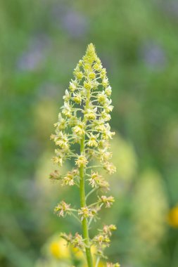 Açan sarı çiçekleri kapat (reseda lutea)