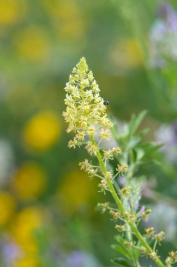 Açan sarı çiçekleri kapat (reseda lutea)