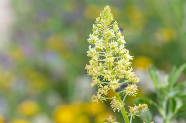 Close up of yellow mignonette (reseda lutea) flowers in bloom clipart