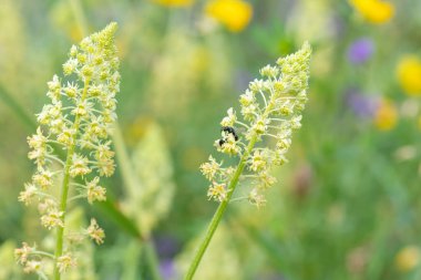 Close up of yellow mignonette (reseda lutea) flowers in bloom clipart