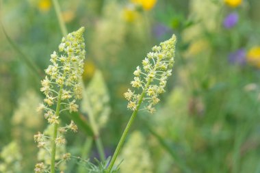 Açan sarı çiçekleri kapat (reseda lutea)