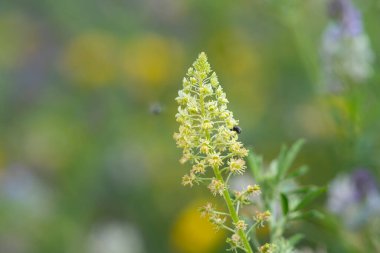 Close up of yellow mignonette (reseda lutea) flowers in bloom clipart