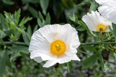 Açan bir Kaliforniya ağaç gelinciğinin (Romneya coulteri) yakınında.