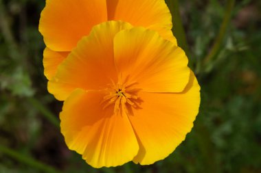 Açan bir Kaliforniya gelinciğinin (eschscholzia calizina) kapanışı