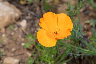 Açan bir Kaliforniya gelinciğinin (eschscholzia calizina) kapanışı