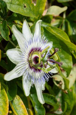 Bir tutku çiçeğine (passiflora caerulea) çiçek açarken yaklaş