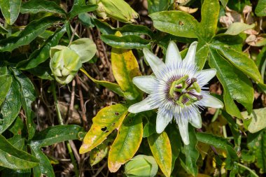 Bir tutku çiçeğine (passiflora caerulea) çiçek açarken yaklaş