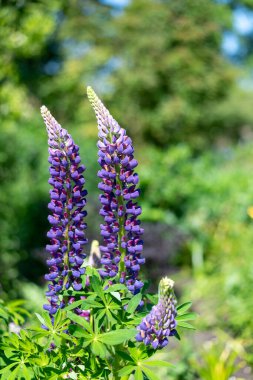 Çiçek açmış mor lupin çiçeklerine yaklaş
