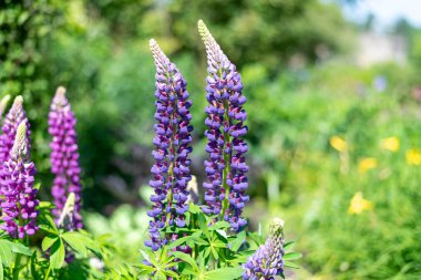 Çiçek açmış mor lupin çiçeklerine yaklaş