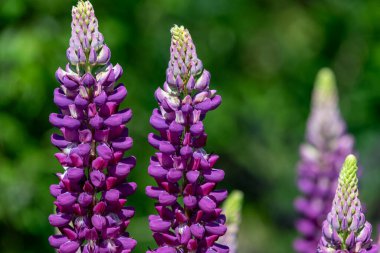 Çiçek açmış pembe lupin çiçeklerini kapat