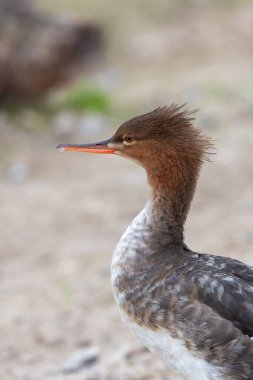 Portrait of a red breasted merganser (mergus serrator) clipart