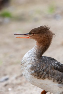 Kırmızı göğüslü bir merganser portresi (mergus serrator)