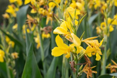 Çiçekler açtığında su kabına (canna glauca) yakın dur