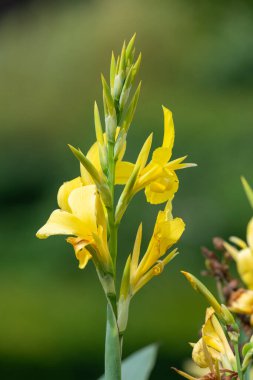 Çiçekler açtığında su kabına (canna glauca) yakın dur