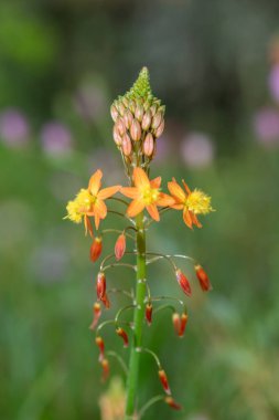 Çiçekler çiçek açarken takip edilen ampullerin (ampullerin) kapatılması