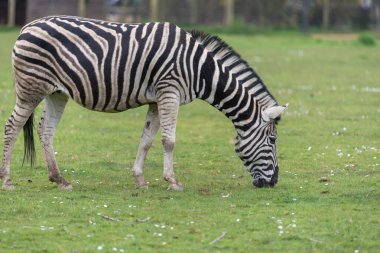 Çim yeme bir Zebra yakın çekim