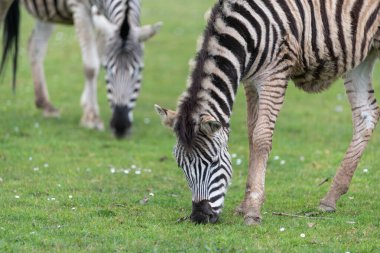 Çim yeme bir Zebra yakın çekim