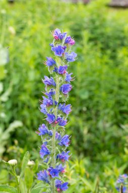 Çiçek açan Viper Bugloss (echium vugare) çiçeklerini kapat